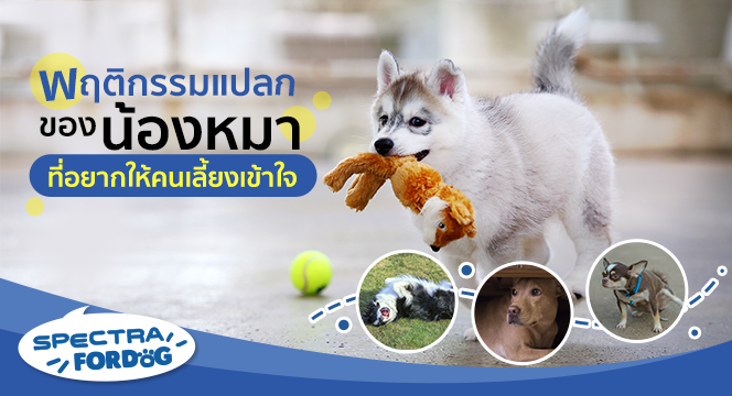 พฤติกรรมแปลกของน้องหมาที่อยากให้คนเลี้ยงเข้าใจ